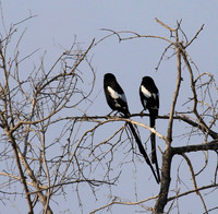 Magpie shrike