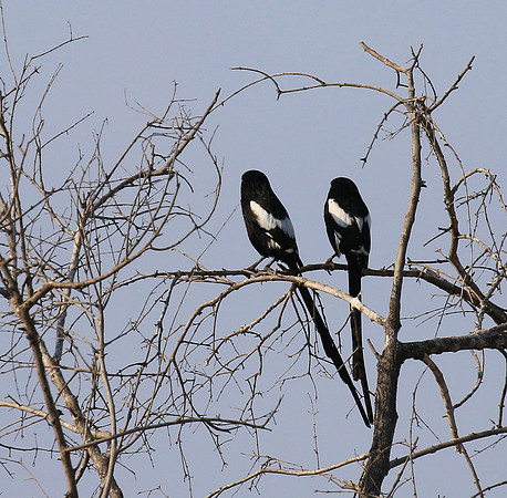 Magpie shrike