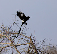 Magpie shrike