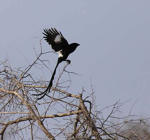 Magpie shrike