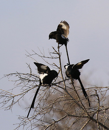 Magpie shrike