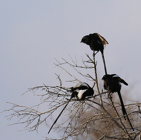 Magpie shrike
