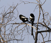 Magpie shrike