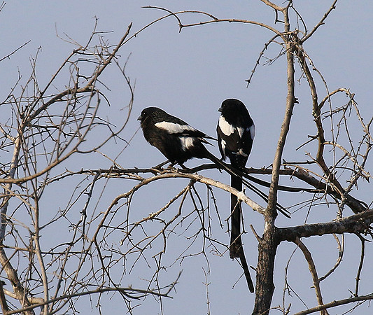 Magpie shrike