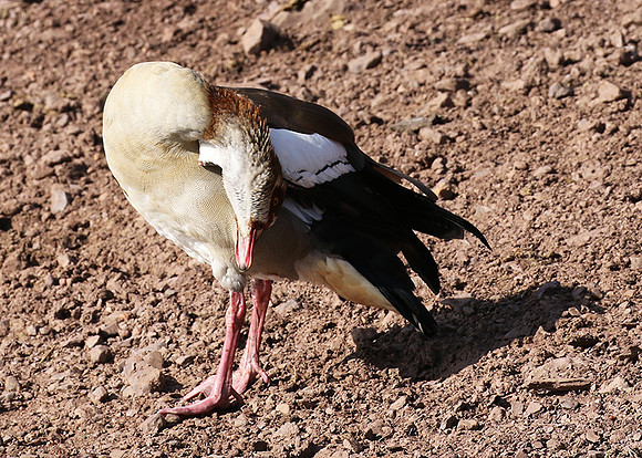 Egyptian goose - Grumeti
