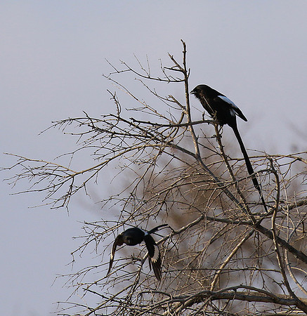 Magpie shrike