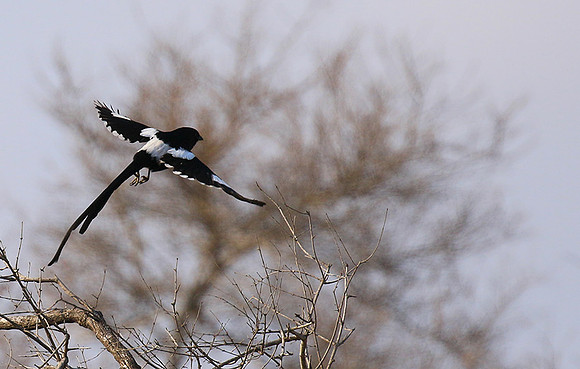 Magpie shrike