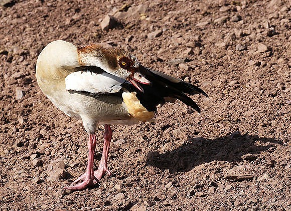 Egyptian goose - Grumeti