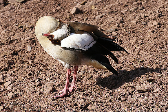 Egyptian goose - Grumeti