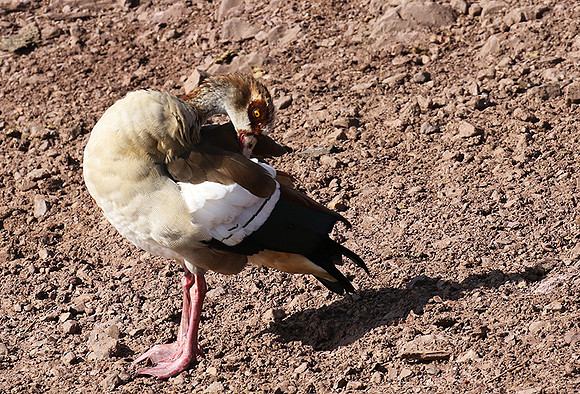 Egyptian goose - Grumeti