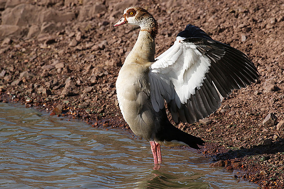 Egyptian goose - Grumeti