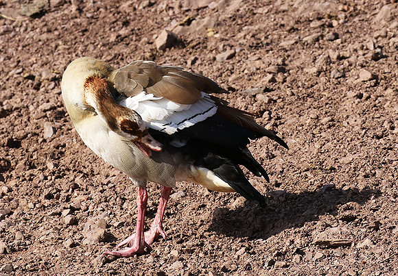 Egyptian goose - Grumeti