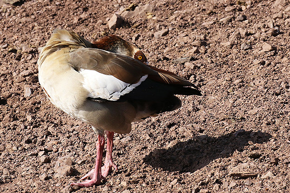 Egyptian goose - Grumeti
