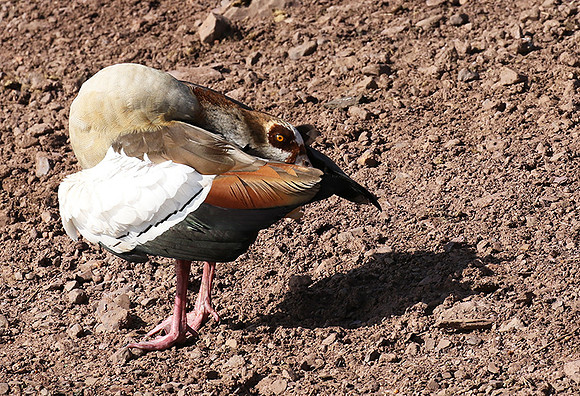Egyptian goose - Grumeti