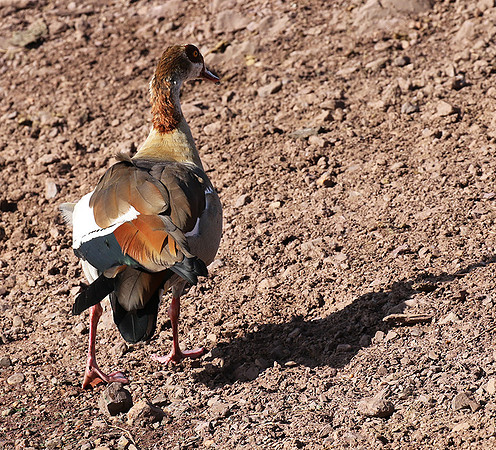 Egyptian goose - Grumeti