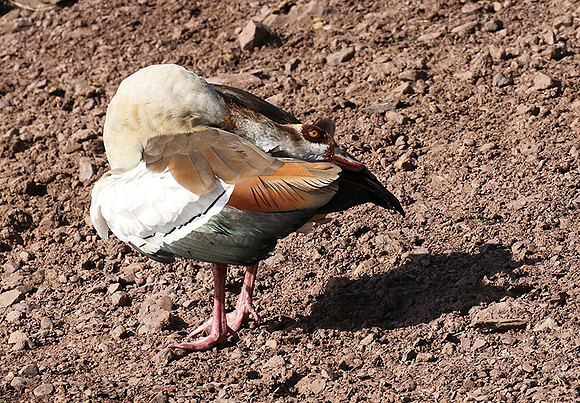 Egyptian goose - Grumeti