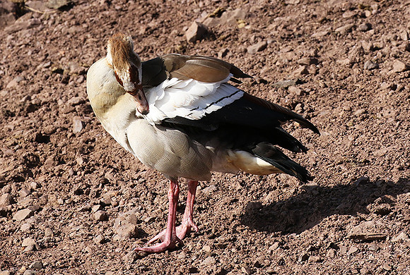 Egyptian goose - Grumeti