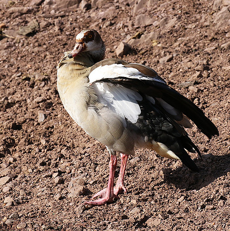 Egyptian goose - Grumeti