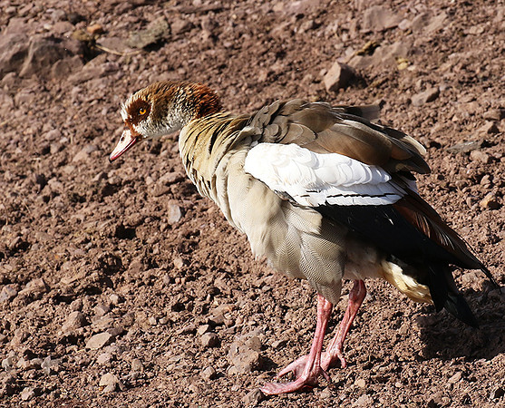 Egyptian goose - Grumeti