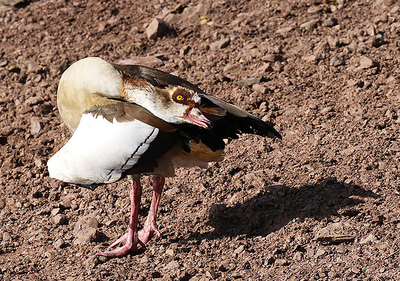 Egyptian goose - Grumeti