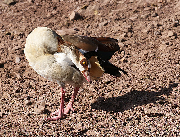 Egyptian goose - Grumeti