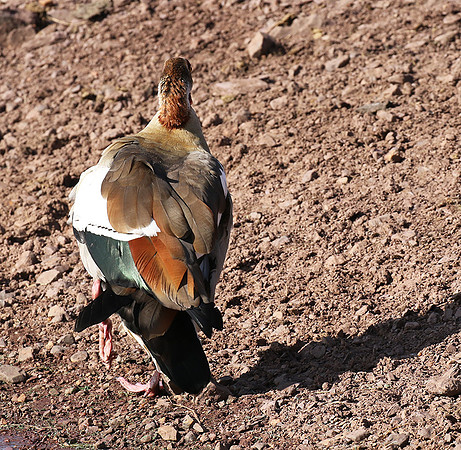Egyptian goose - Grumeti