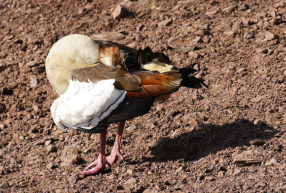 Egyptian goose - Grumeti