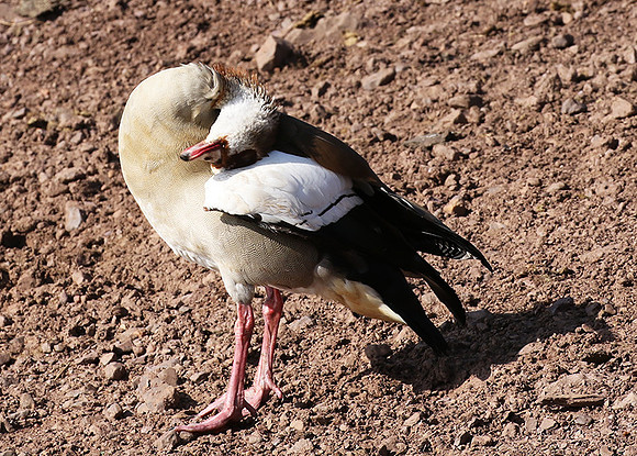 Egyptian goose - Grumeti