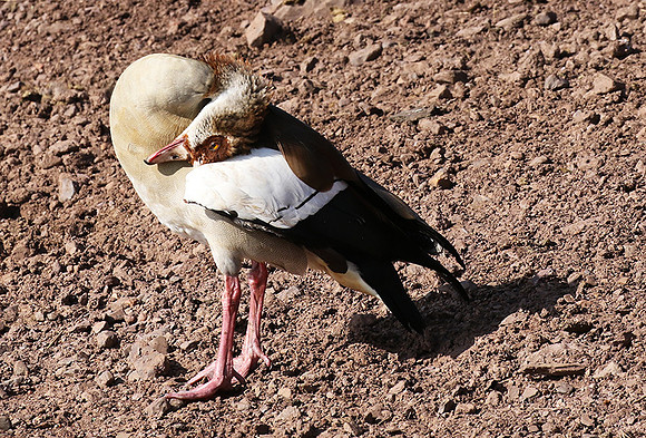 Egyptian goose - Grumeti