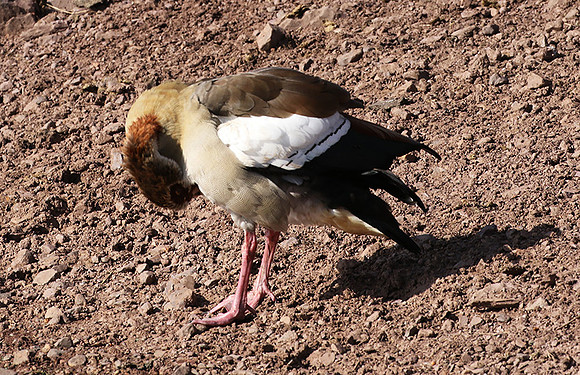 Egyptian goose - Grumeti