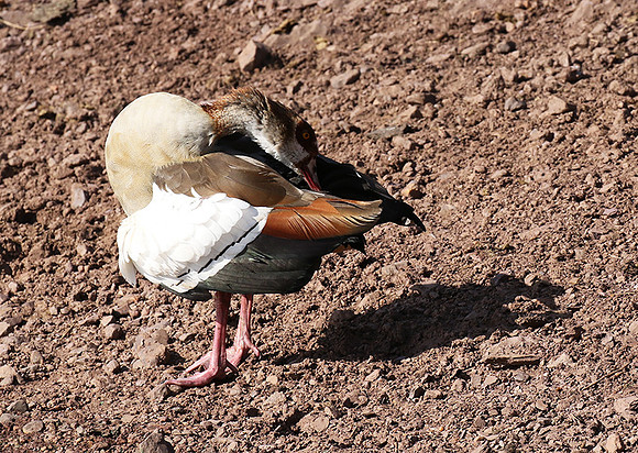 Egyptian goose - Grumeti