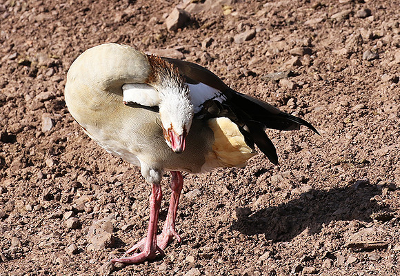 Egyptian goose - Grumeti