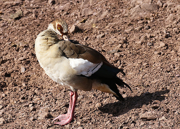 Egyptian goose - Grumeti