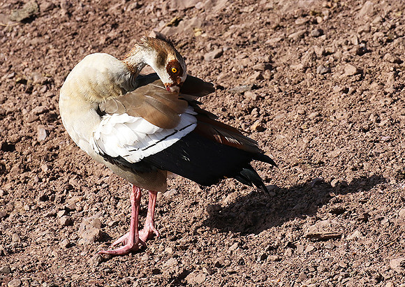 Egyptian goose - Grumeti