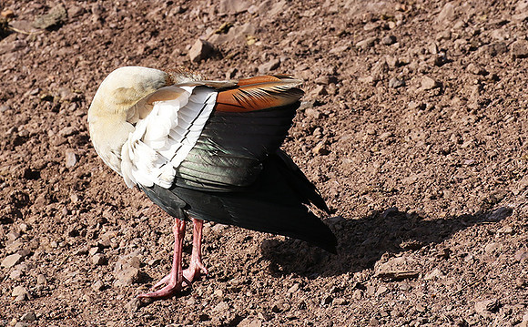 Egyptian goose - Grumeti