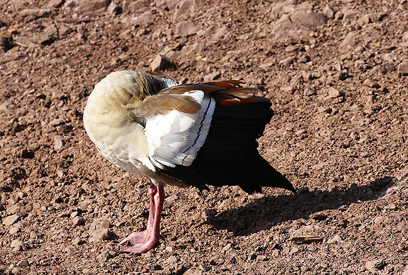 Egyptian goose - Grumeti