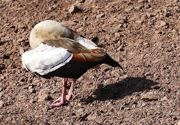 Egyptian goose - Grumeti