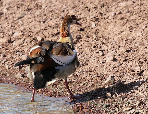 Egyptian goose - Grumeti