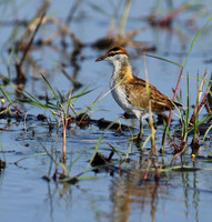 Lesser jacana