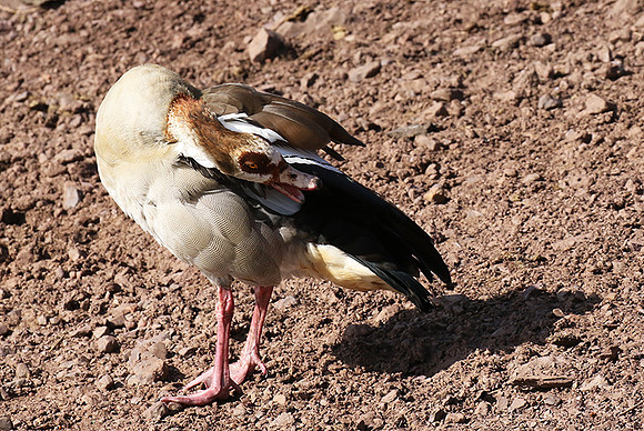 Egyptian goose - Grumeti