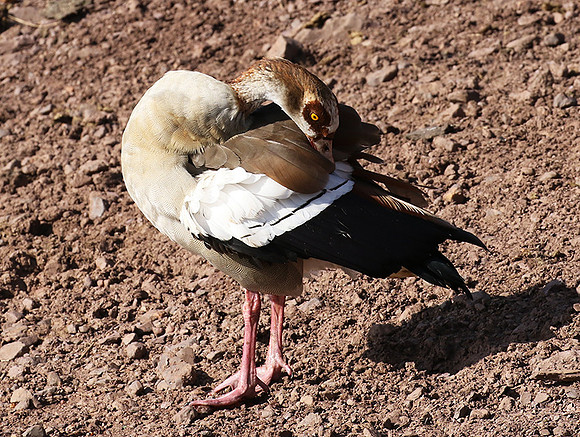 Egyptian goose - Grumeti