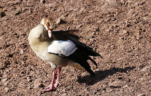 Egyptian goose - Grumeti