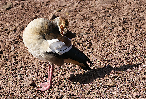 Egyptian goose - Grumeti