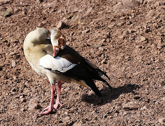 Egyptian goose - Grumeti