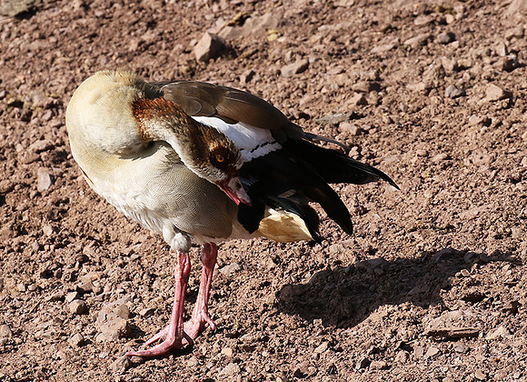 Egyptian goose - Grumeti