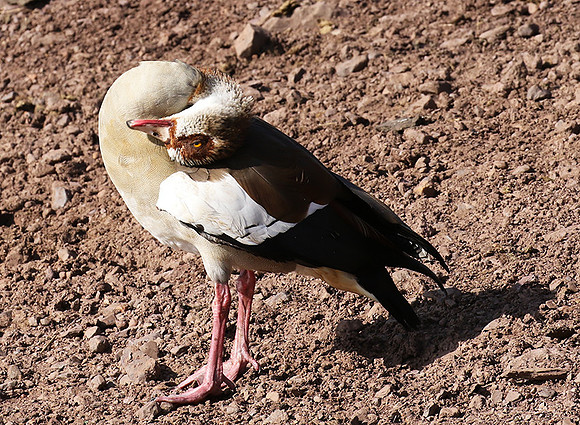 Egyptian goose - Grumeti