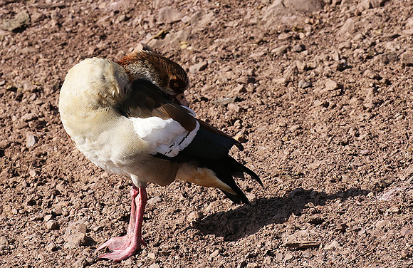 Egyptian goose - Grumeti