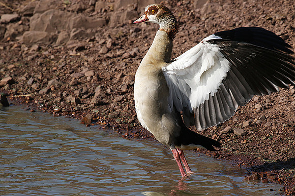 Egyptian goose - Grumeti