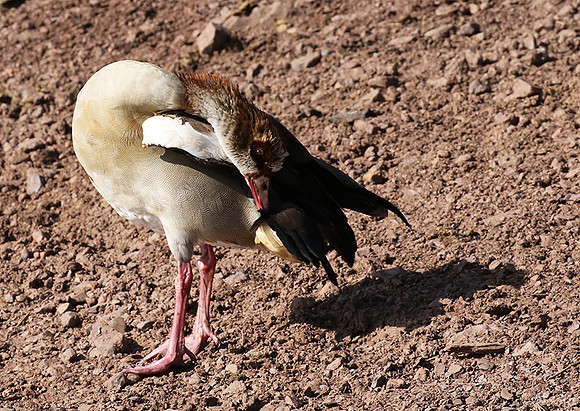 Egyptian goose - Grumeti