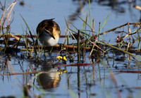 Lesser jacana